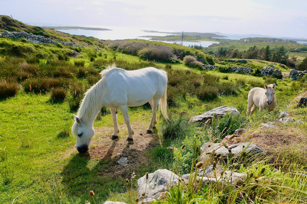 Tunes, Towns & Timmy: An Irish Ramble